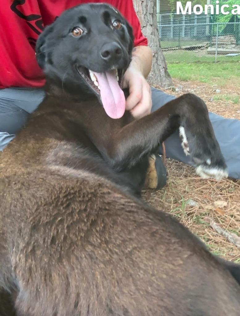 Enlarge Monica, a Adoptable Labrador Retriever in Little Rock, AR image 3/3