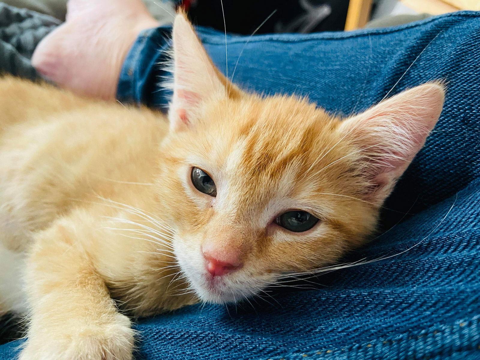 Dash, Adopted, Kitten Female Domestic Medium Hair.