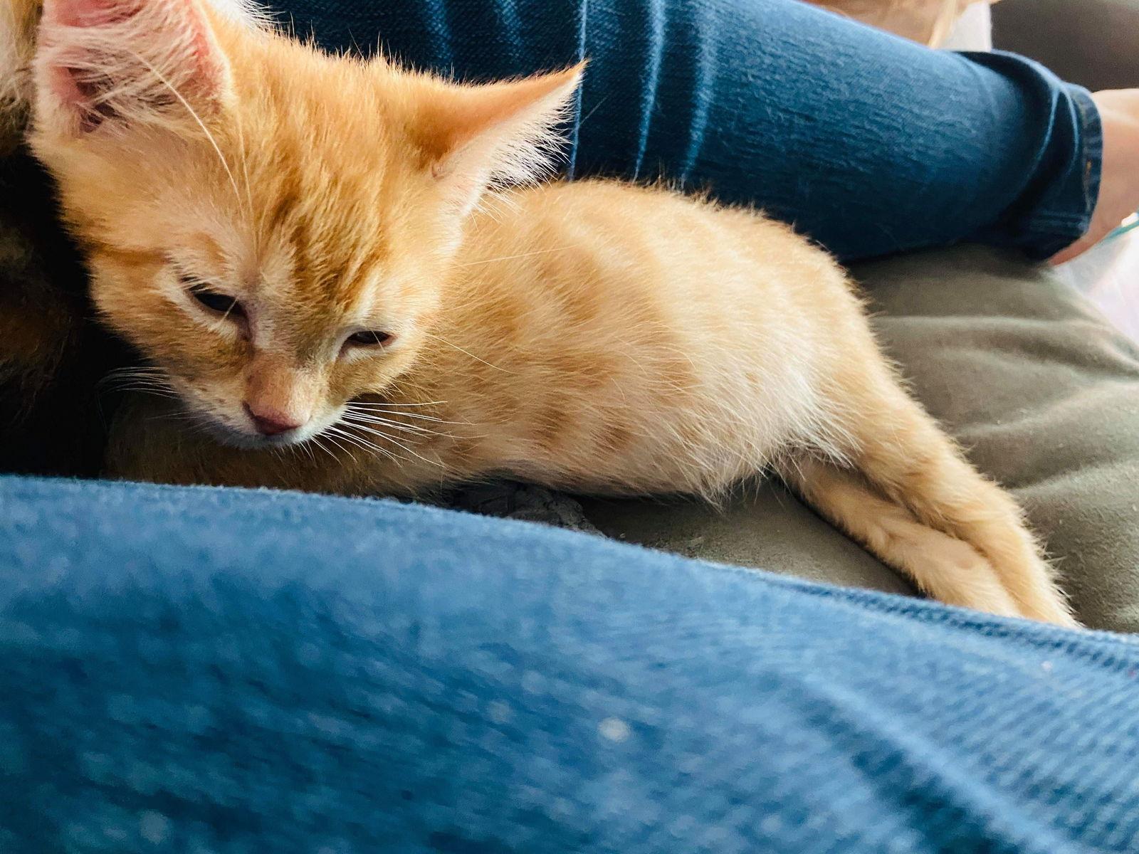 Dash, a Adopted Domestic Medium Hair in Magnolia Springs, AL image 2/3