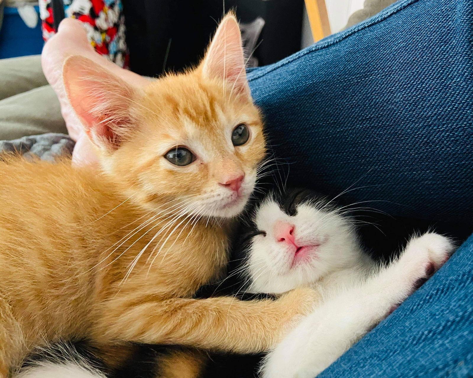 Dash, a Adopted Domestic Medium Hair in Magnolia Springs, AL image 3/3