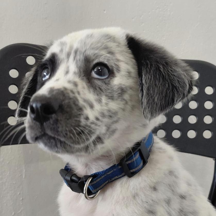 Enlarge BRANDON LEE (out of town), an adopted mixed breed in New York, NY image 1/6