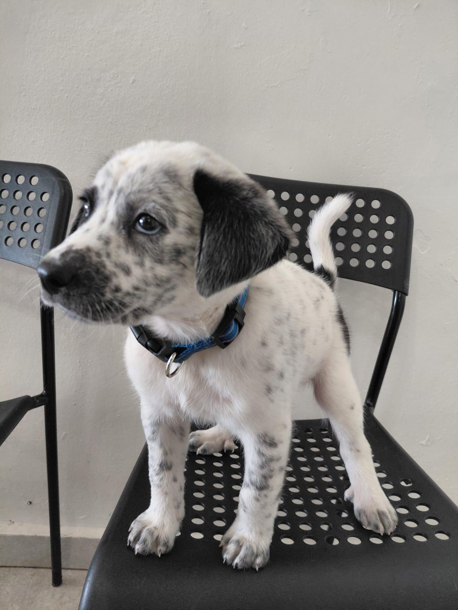 Enlarge BRANDON LEE (out of town), an adopted mixed breed in New York, NY image 6/6