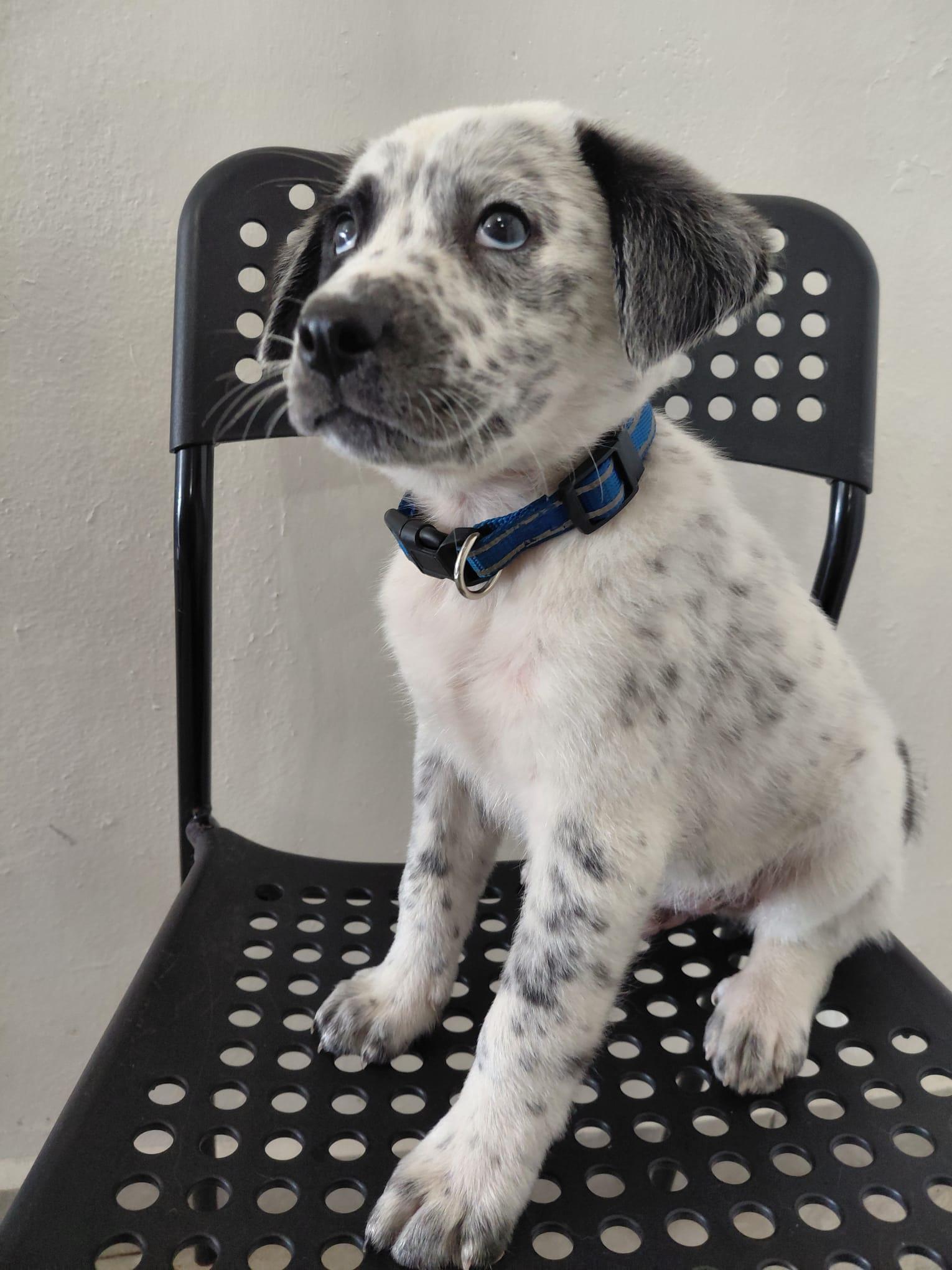 Enlarge BRANDON LEE (out of town), an adopted mixed breed in New York, NY image 2/6