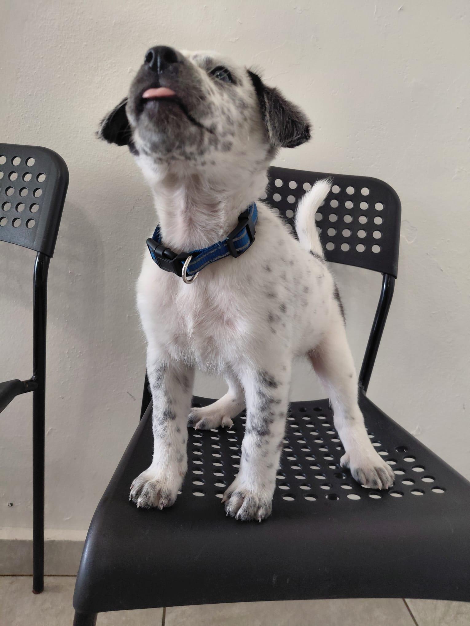 Enlarge BRANDON LEE (out of town), an adopted mixed breed in New York, NY image 5/6