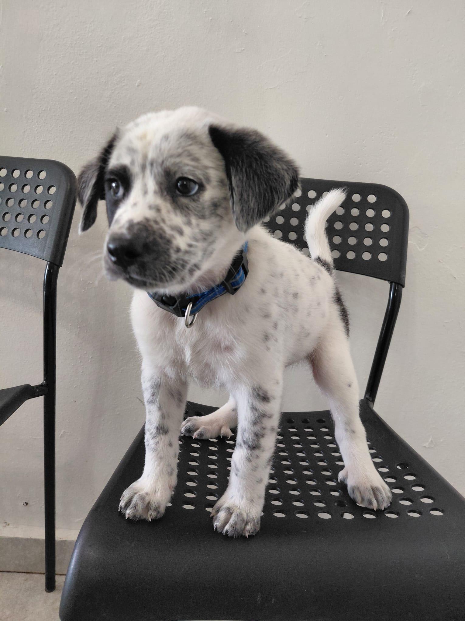 Enlarge BRANDON LEE (out of town), an adopted mixed breed in New York, NY image 4/6