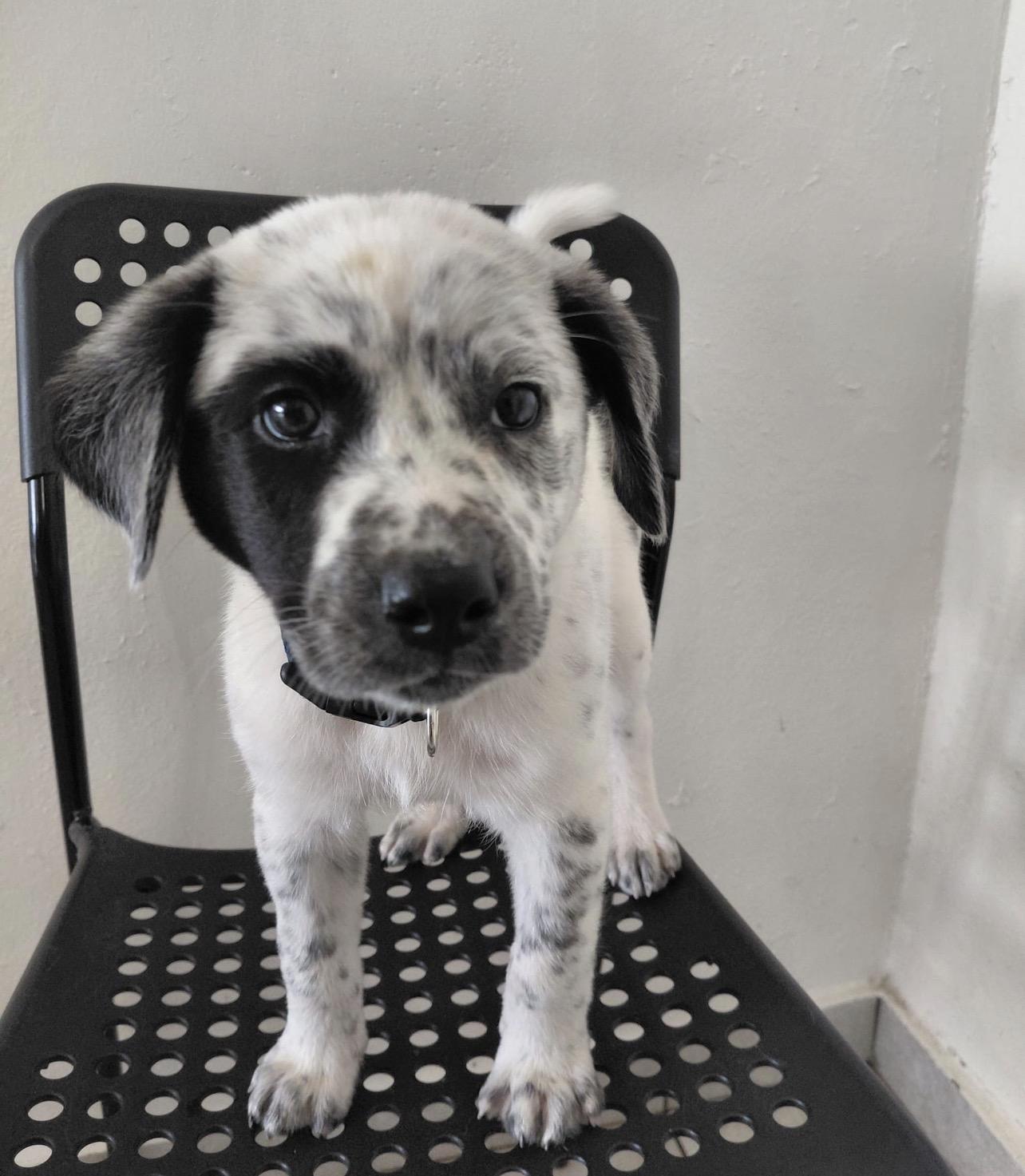 Enlarge BRANDON LEE (out of town), an adopted mixed breed in New York, NY image 3/6