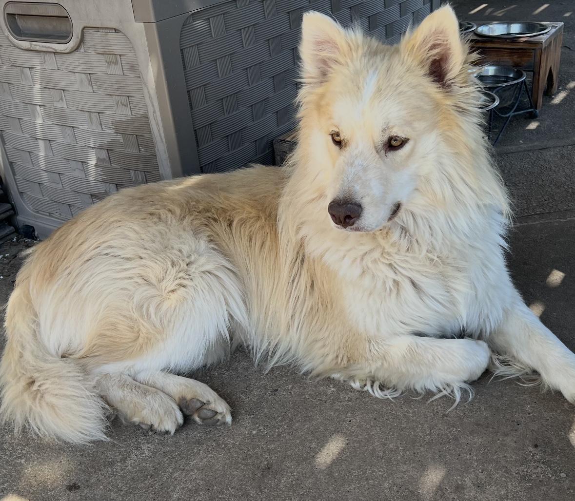 Sven, Adoptable, Adult Male Alaskan Malamute & Siberian Husky.