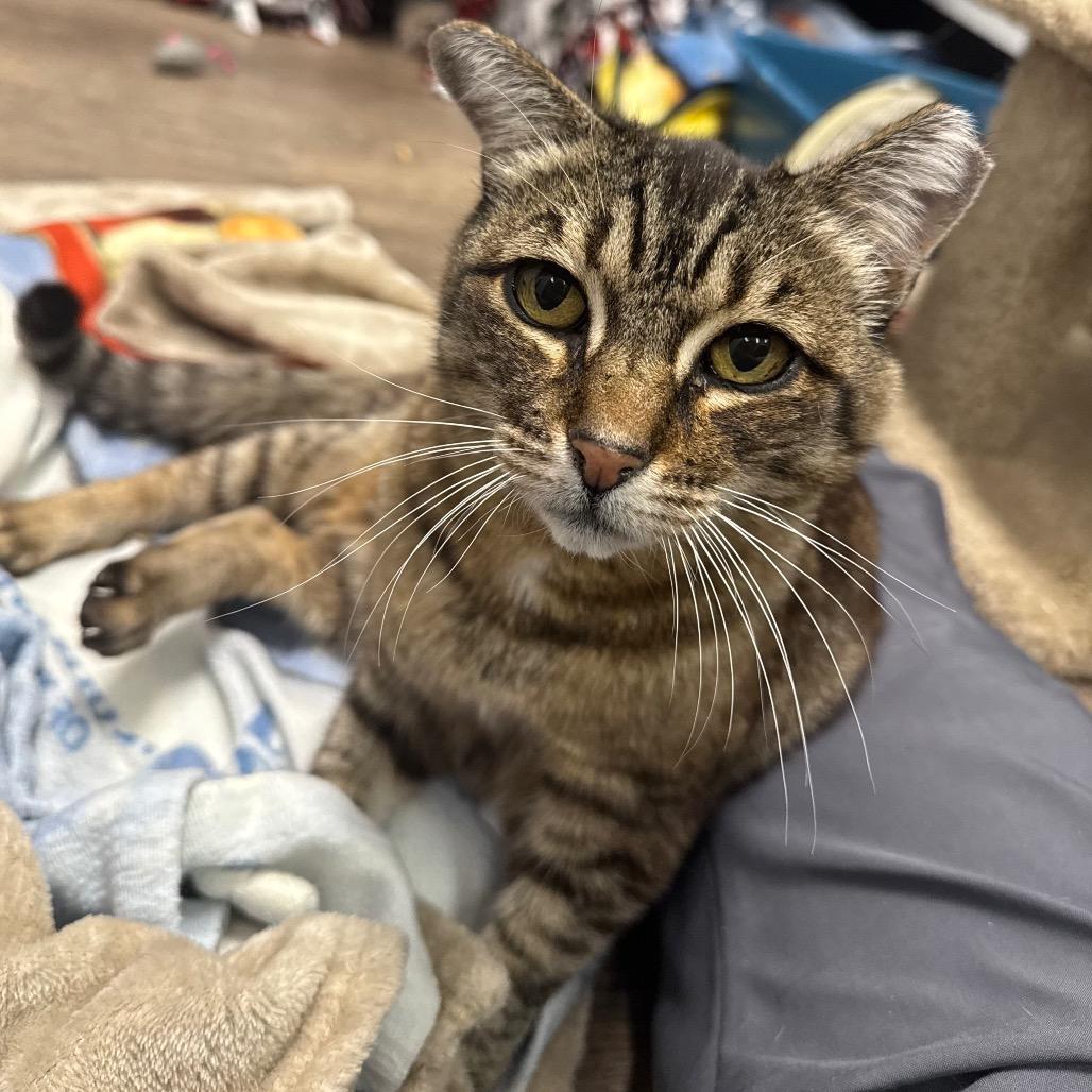 Polly, Adoptable, Adult Female Domestic Short Hair.