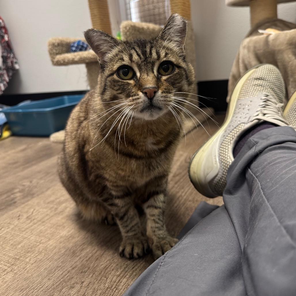 Enlarge Polly, a Adoptable Domestic Short Hair in Port Angeles, WA image 2/6