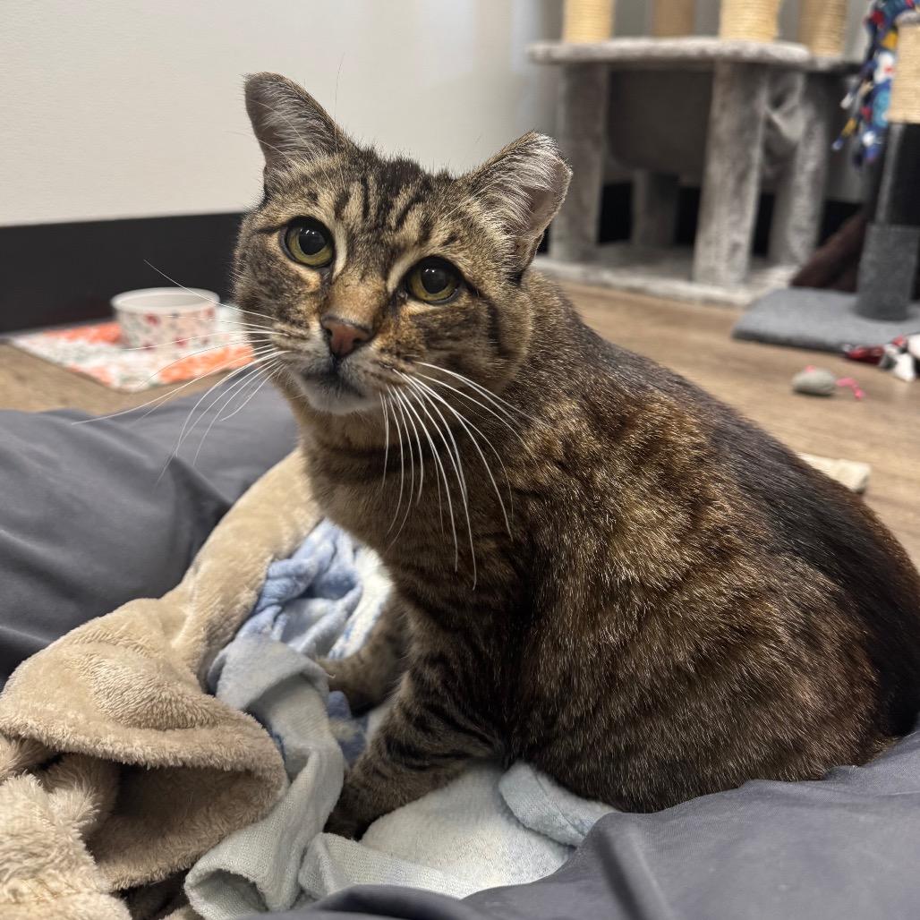 Enlarge Polly, a Adoptable Domestic Short Hair in Port Angeles, WA image 3/6