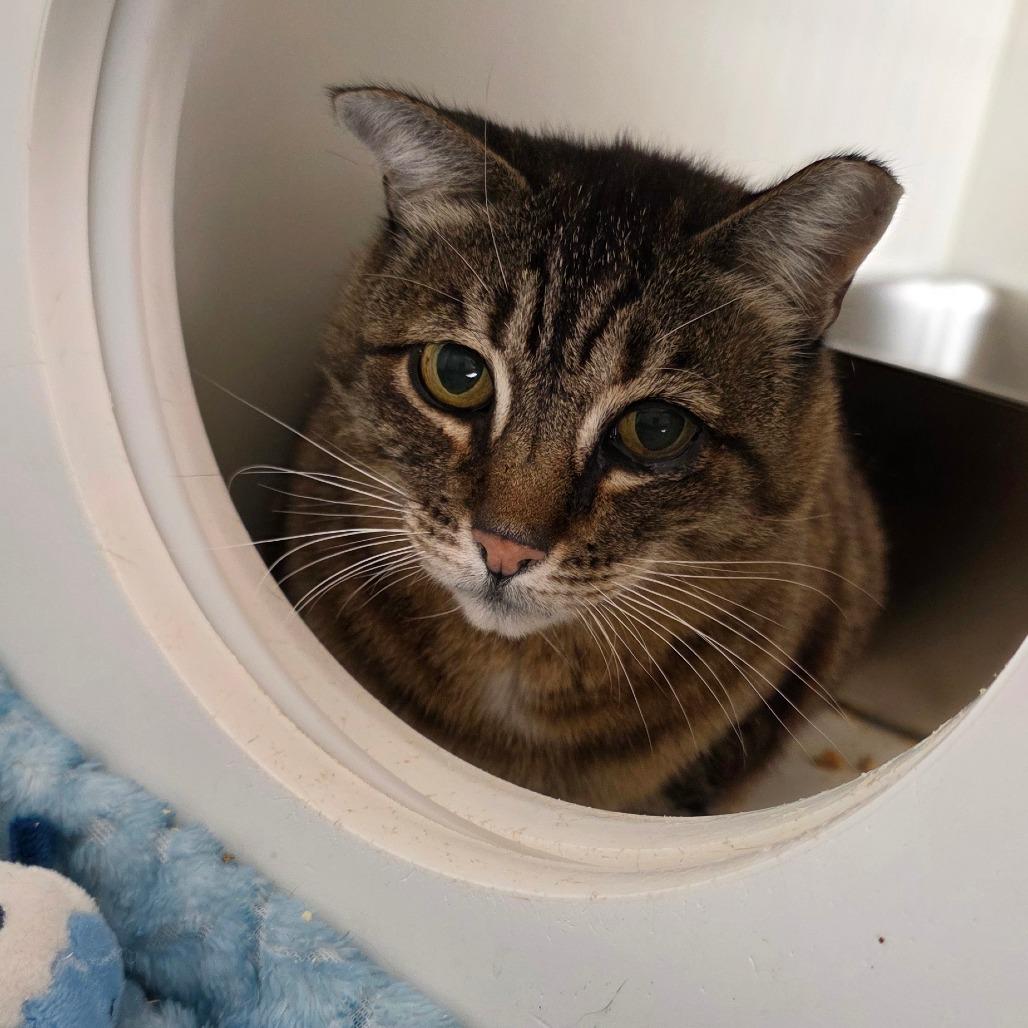 Enlarge Polly, a Adoptable Domestic Short Hair in Port Angeles, WA image 4/6
