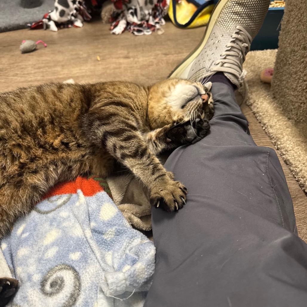 Enlarge Polly, a Adoptable Domestic Short Hair in Port Angeles, WA image 5/6
