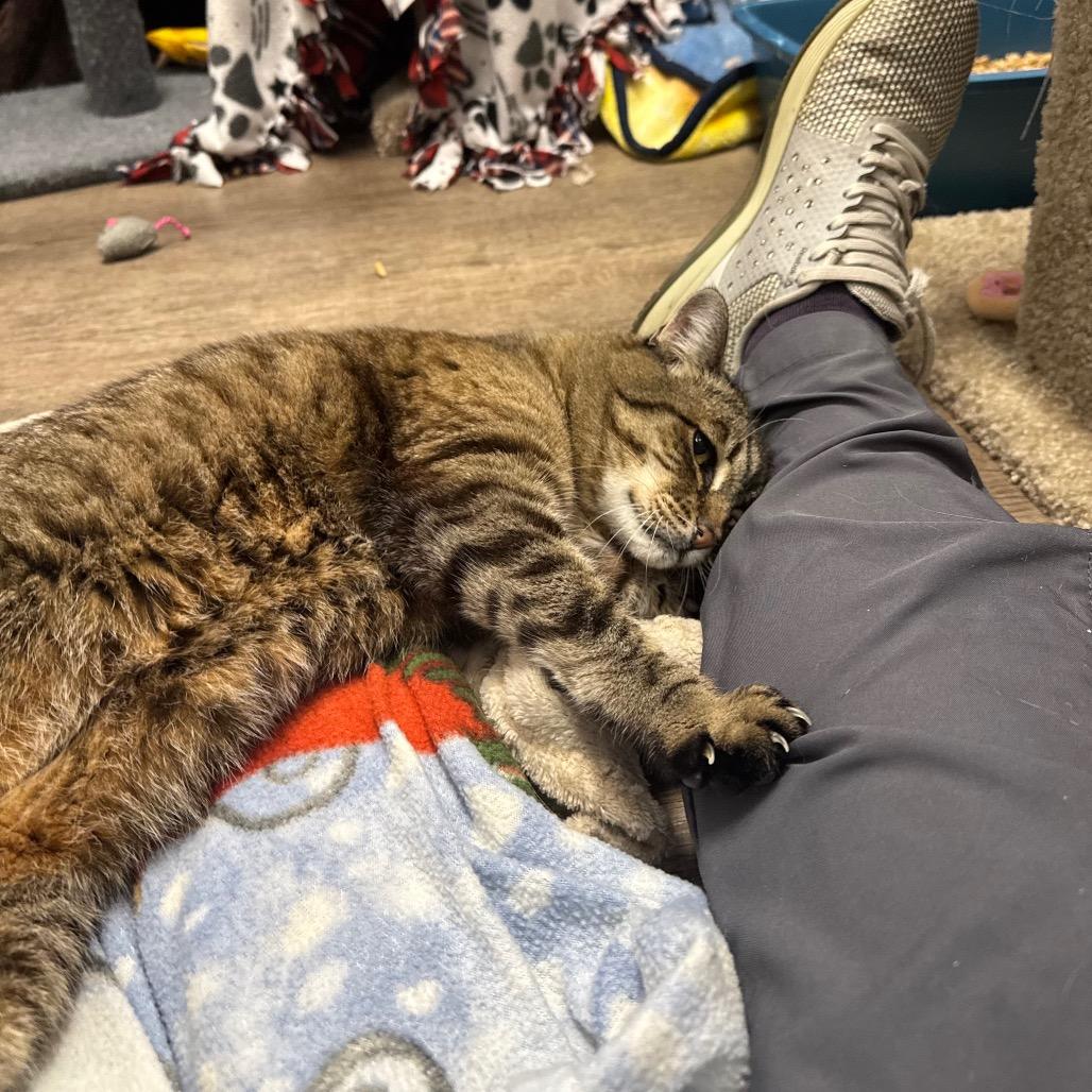 Enlarge Polly, a Adoptable Domestic Short Hair in Port Angeles, WA image 6/6