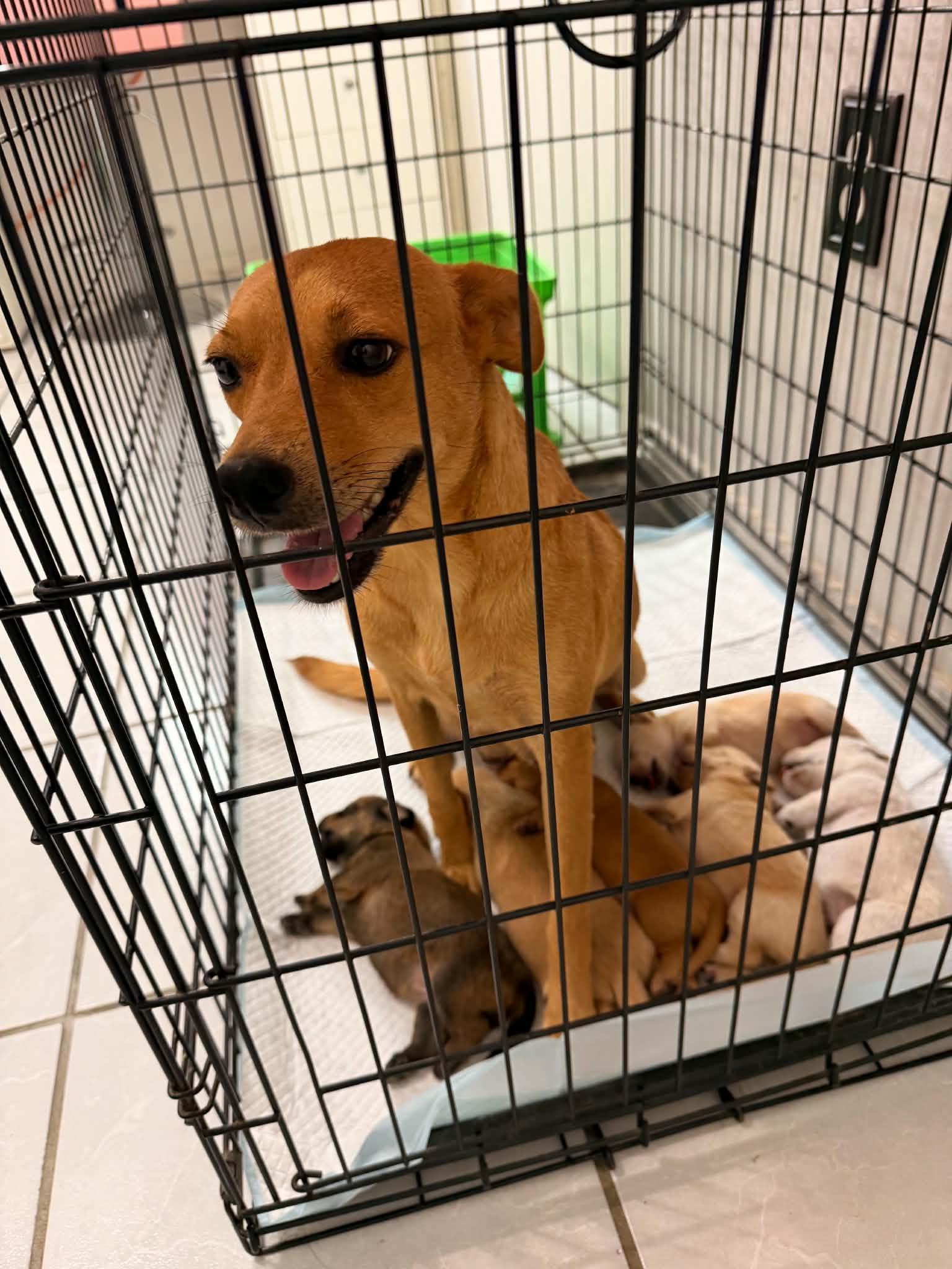 Ruby, a Adoptable mixed breed in Gainesville, VA image 3/3