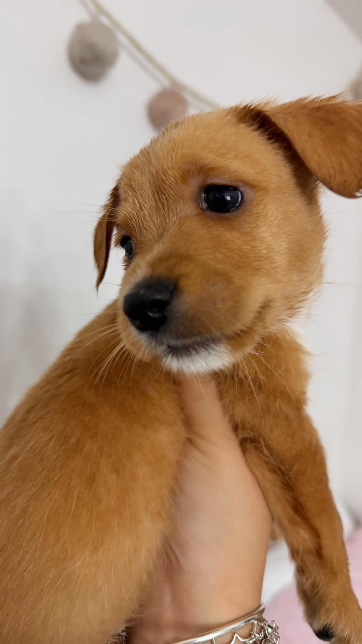 Ruby, a Adoptable mixed breed in Gainesville, VA image 1/3