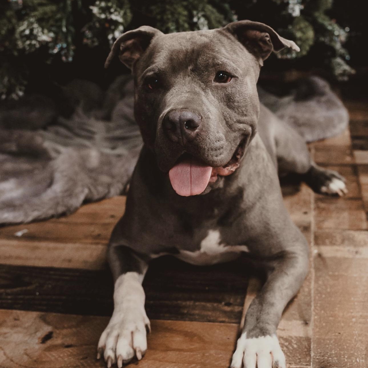 Enlarge Travis, a Adoptable mixed breed in Krum, TX image 2/6