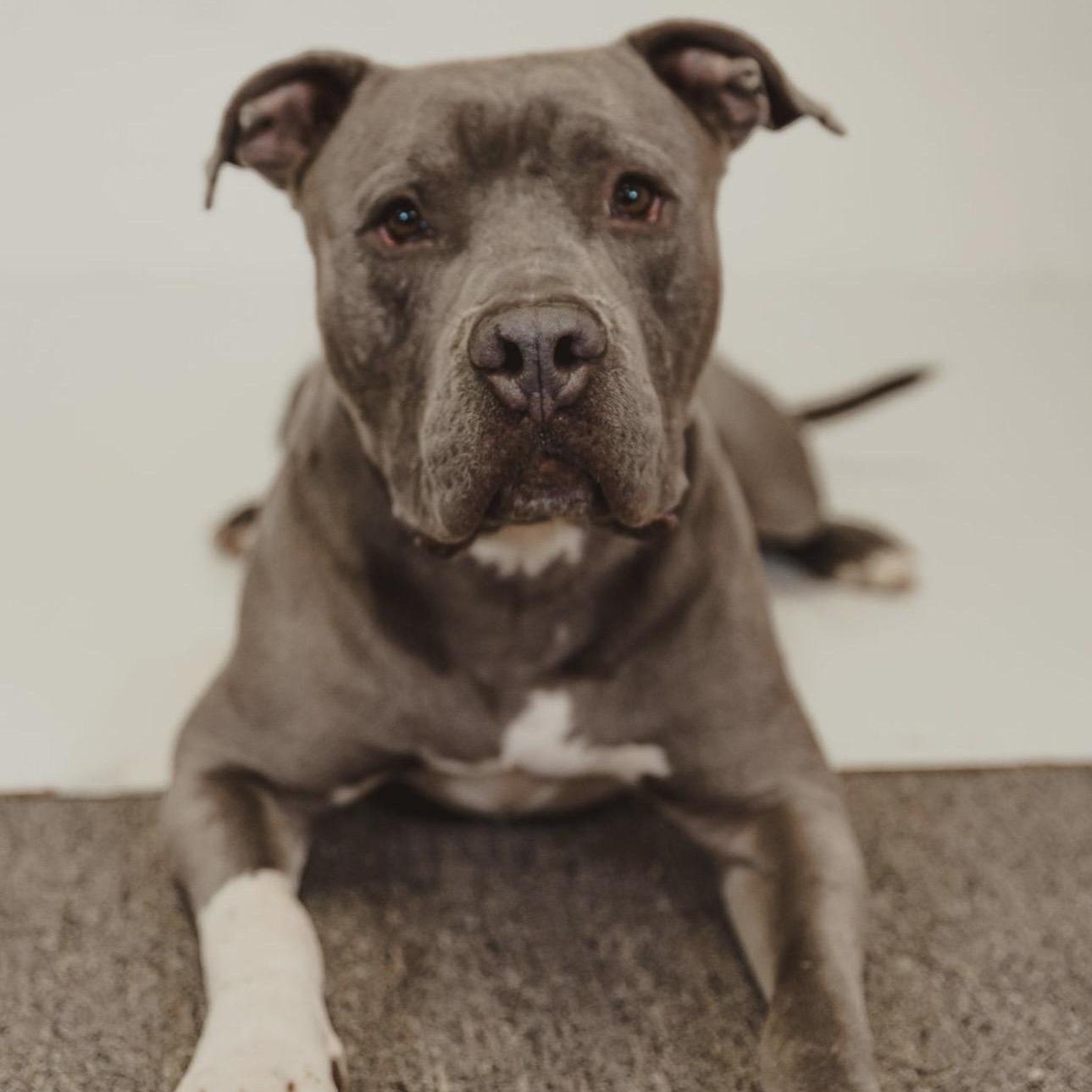 Enlarge Travis, a Adoptable mixed breed in Krum, TX image 4/6