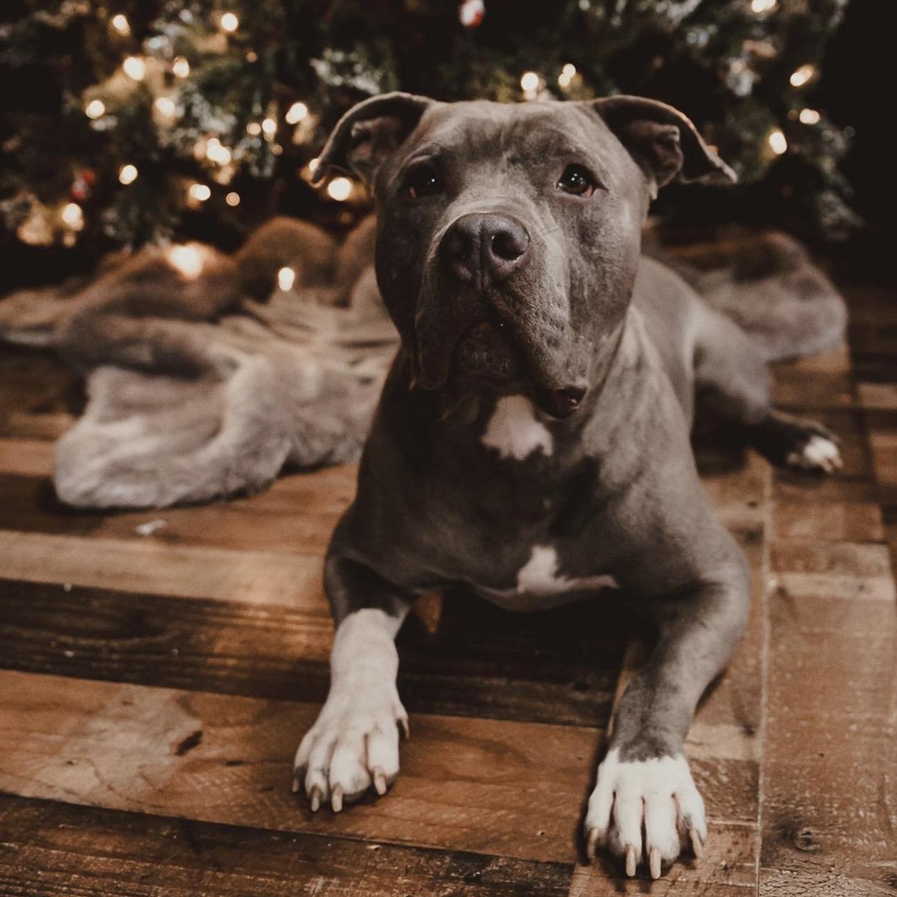 Enlarge Travis, a Adoptable mixed breed in Krum, TX image 3/6