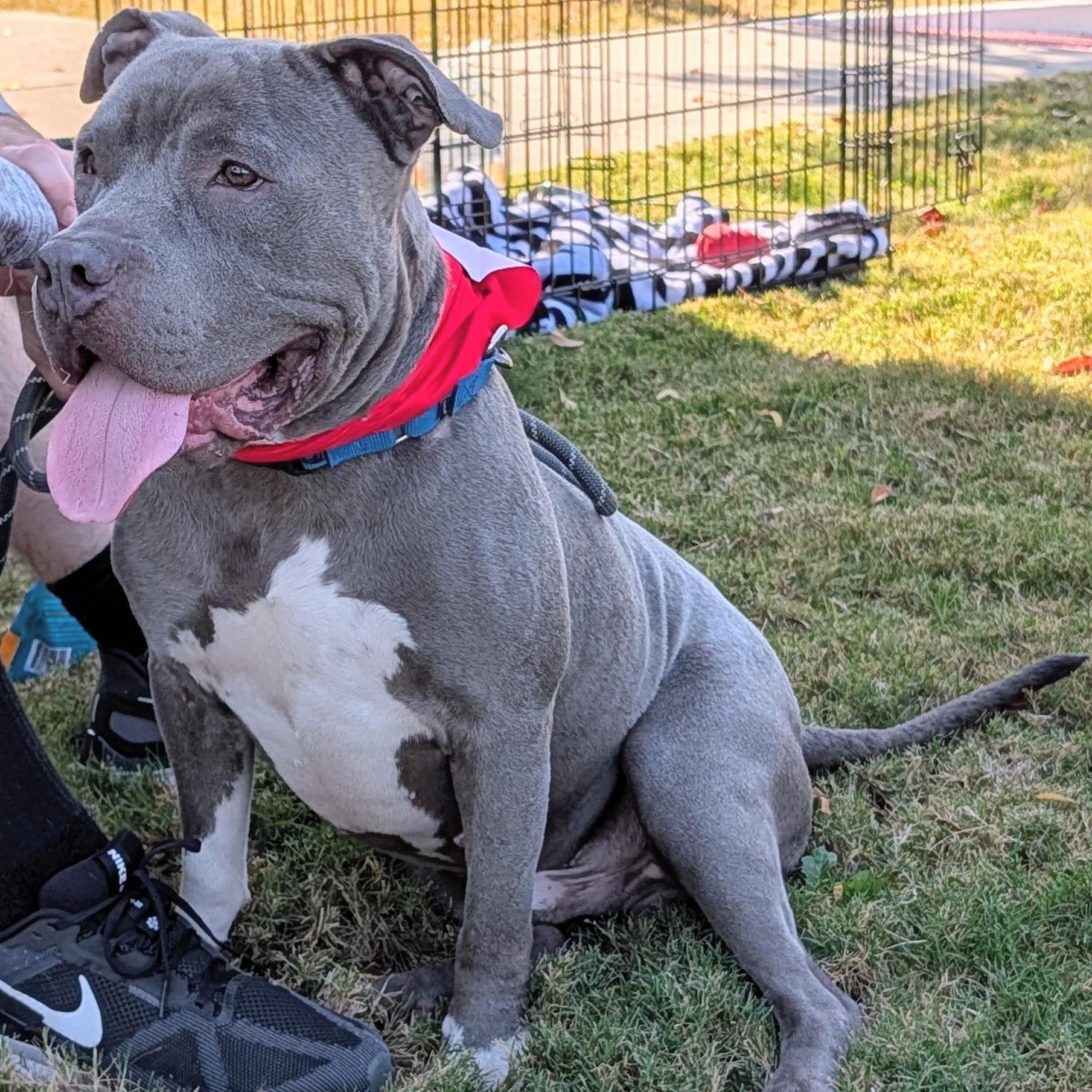 Enlarge Travis, a Adoptable mixed breed in Krum, TX image 5/6