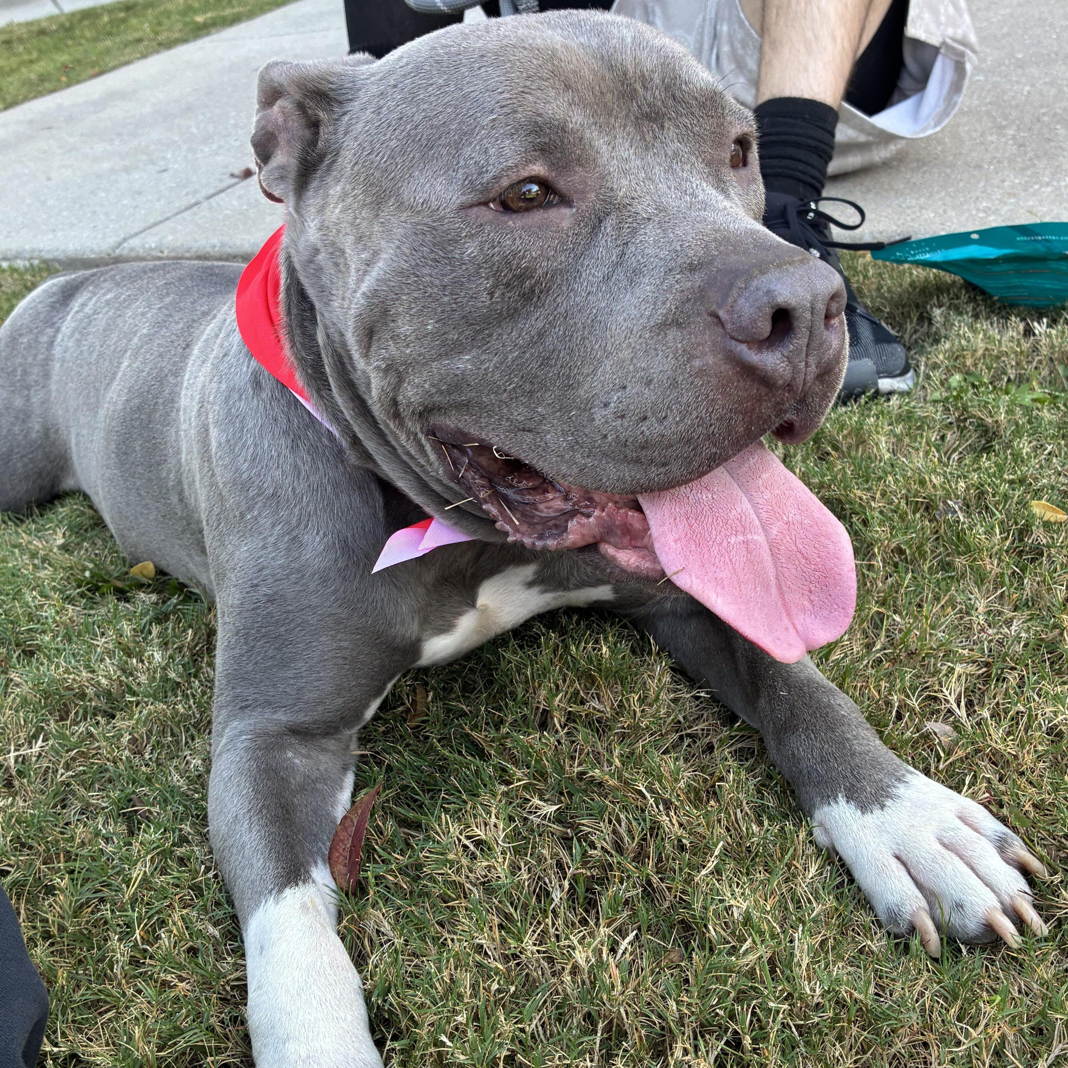 Enlarge Travis, a Adoptable mixed breed in Krum, TX image 6/6