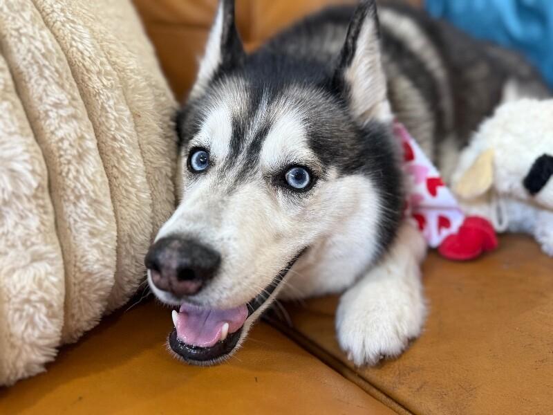 Blue Husky — thumbnail 4