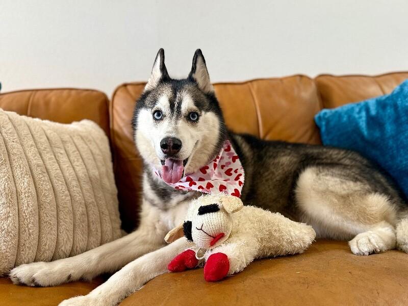 Blue Husky — thumbnail 5