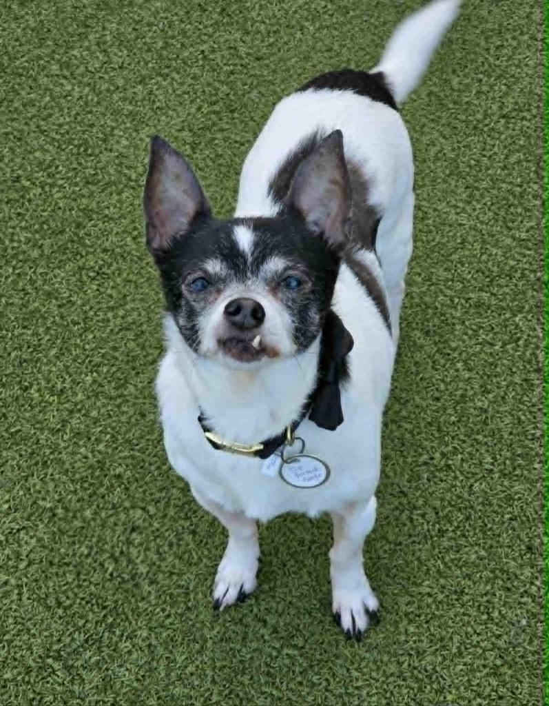 Enlarge Pup, a Adoptable Chihuahua in Liverpool, NY image 2/5