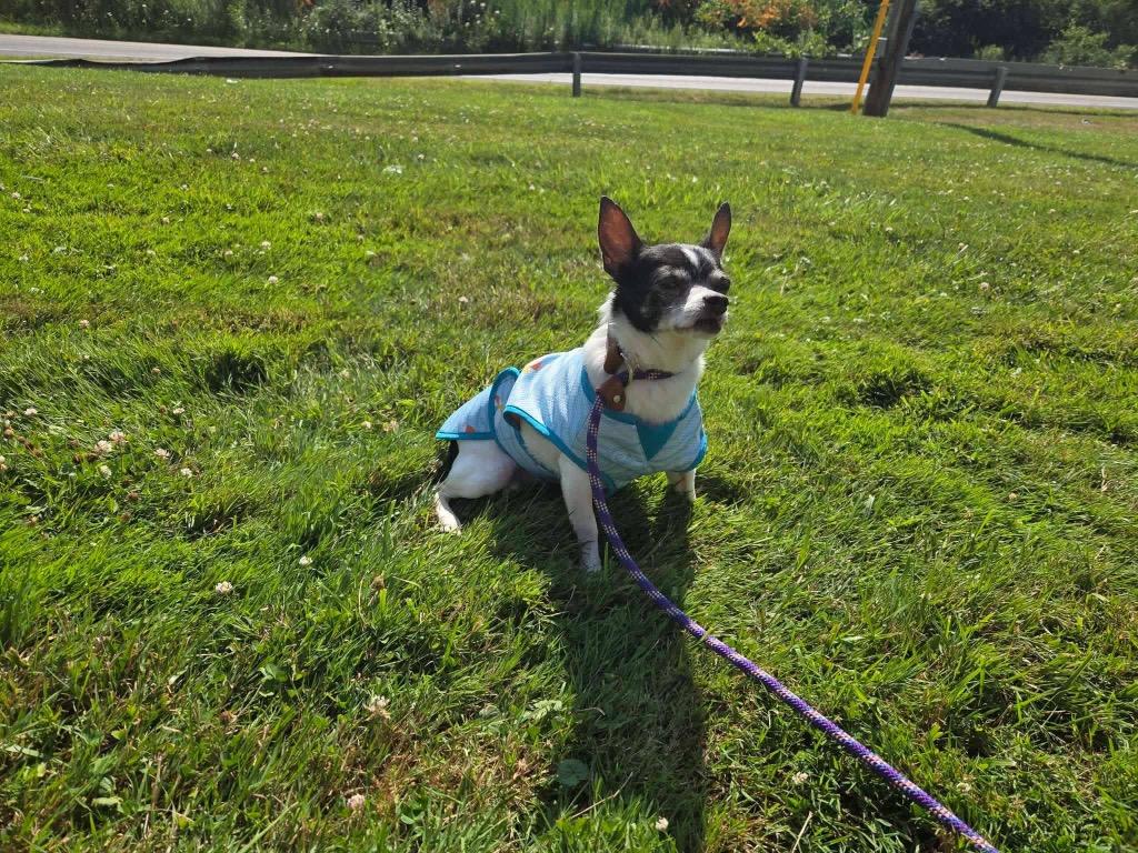 Enlarge Pup, a Adoptable Chihuahua in Liverpool, NY image 3/5