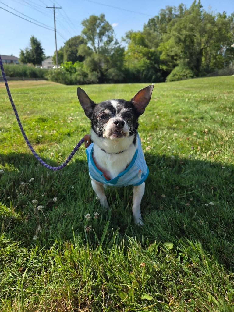 Enlarge Pup, a Adoptable Chihuahua in Liverpool, NY image 4/5