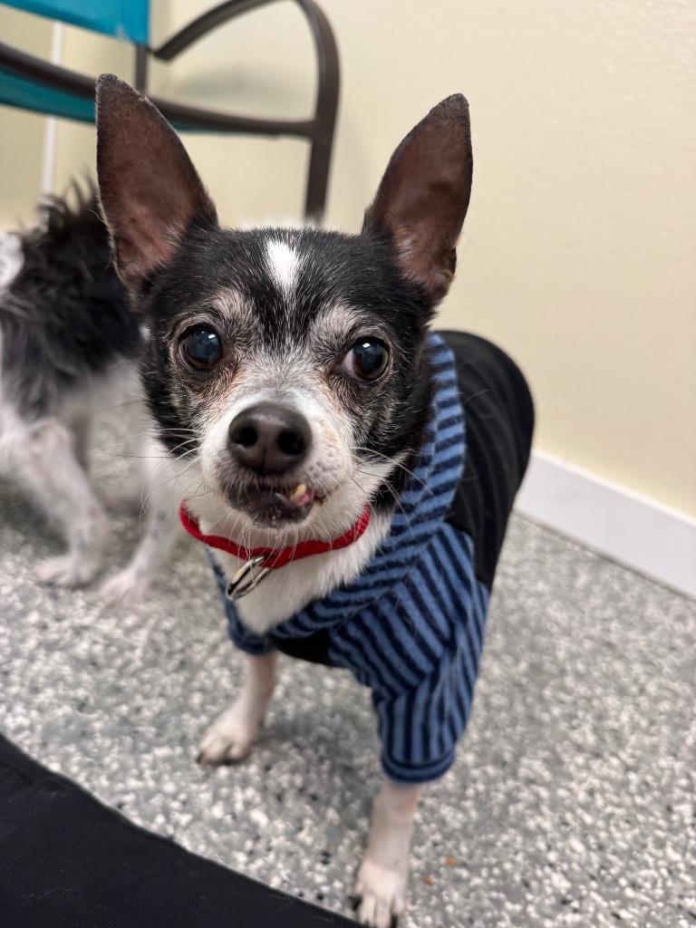 Enlarge Pup, a Adoptable Chihuahua in Liverpool, NY image 5/5