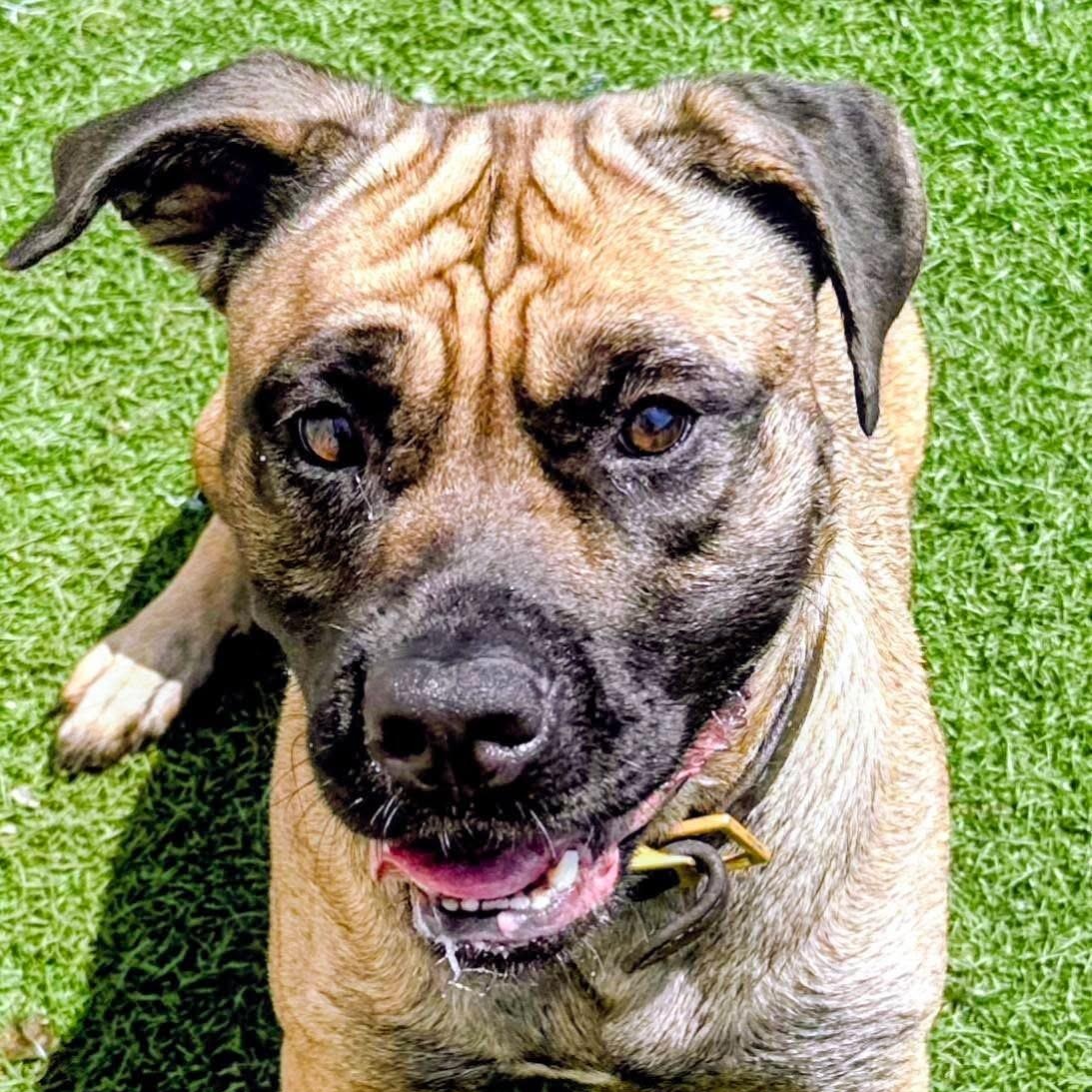 Enlarge Sarah Belle, a Adoptable mixed breed in Gainesville, GA image 2/3