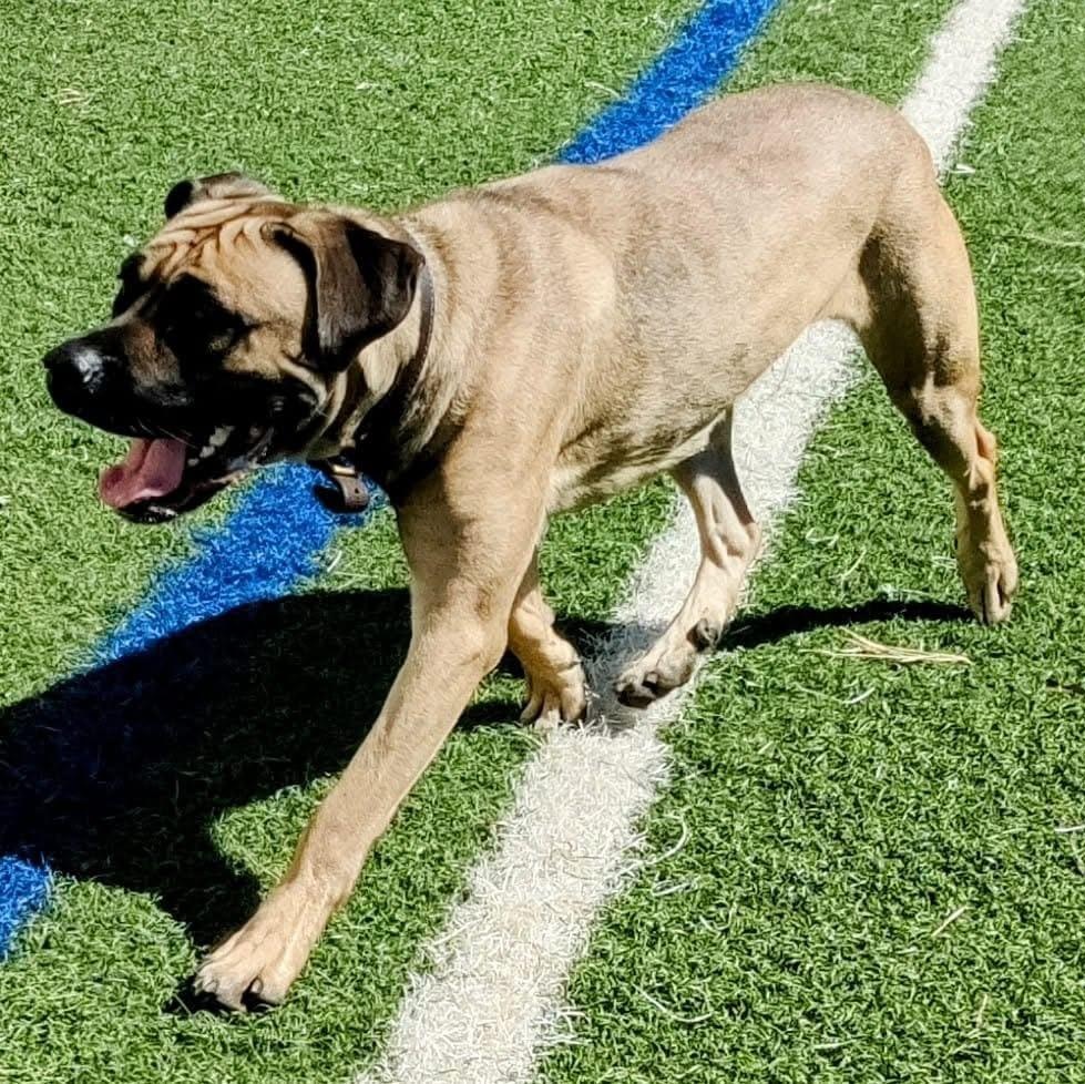 Enlarge Sarah Belle, a Adoptable mixed breed in Gainesville, GA image 3/3