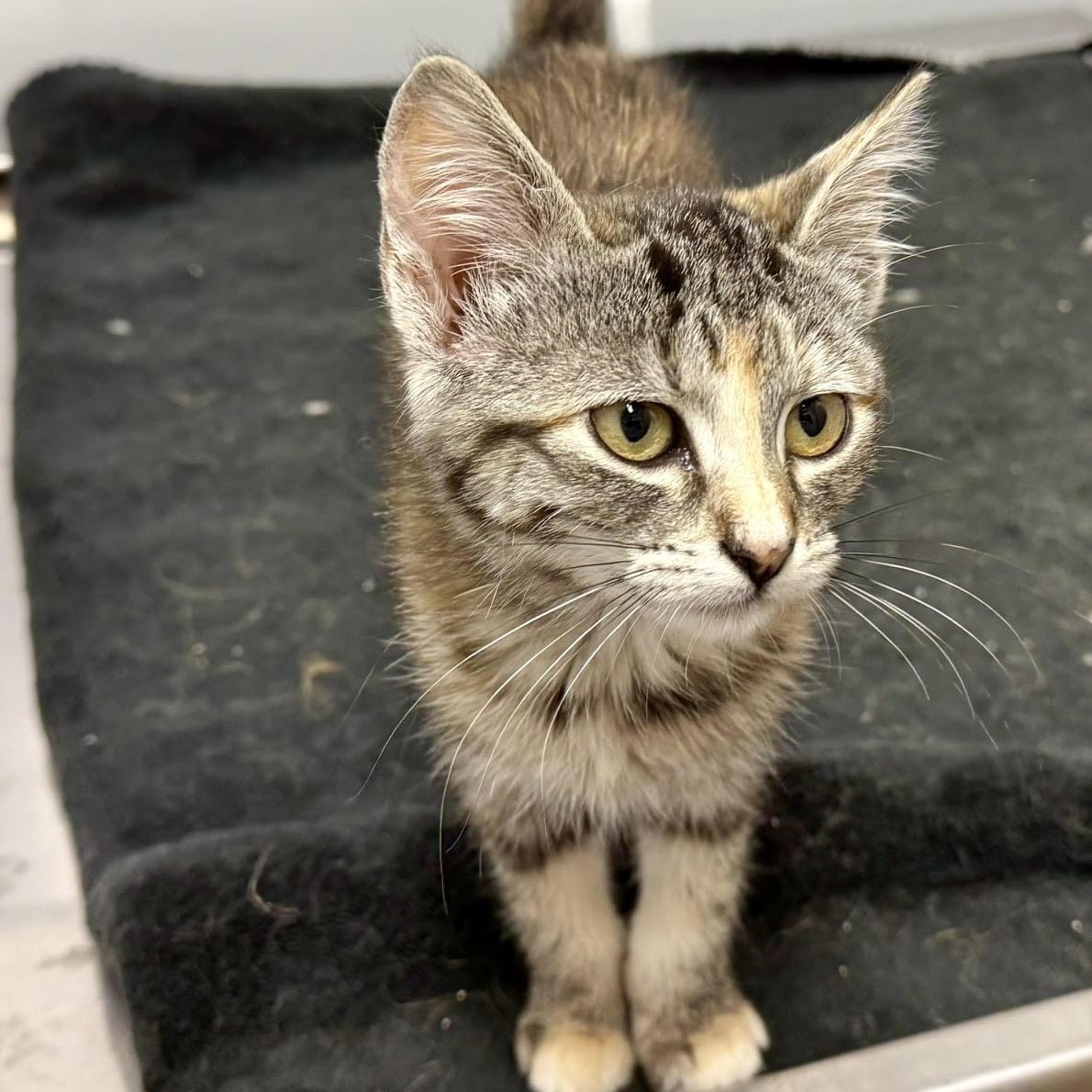 Zola, ADOPTABLE, Kitten Female Domestic Short Hair.
