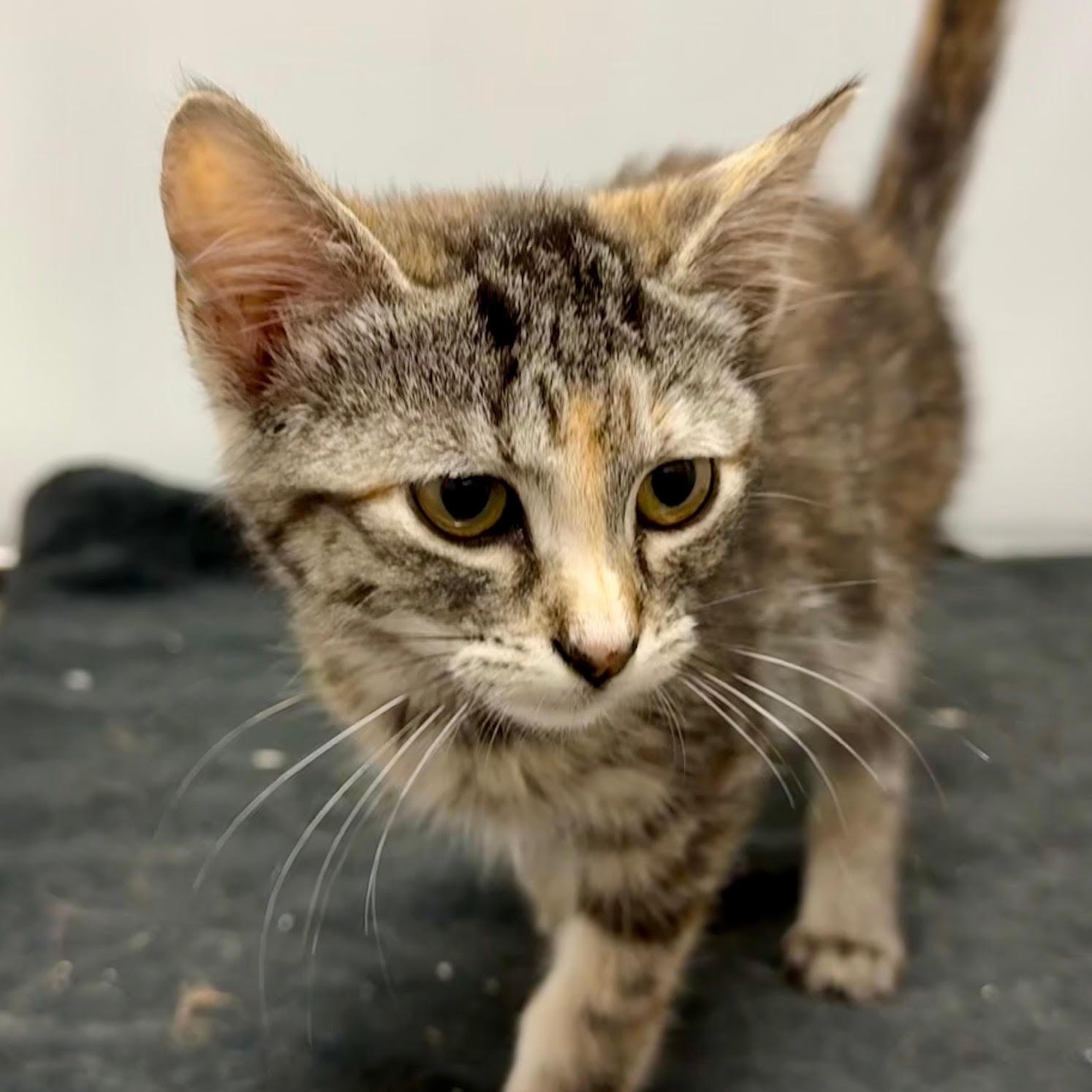 Enlarge Zola, a ADOPTABLE Domestic Short Hair in Portland, OR image 2/2