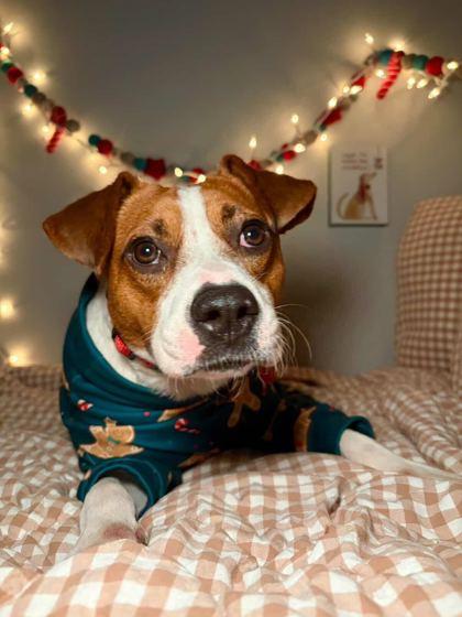 Enlarge Hotsy-Totsy, a Adoptable Mixed Breed in Chicago, IL image 1/3