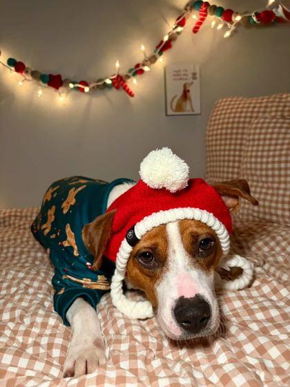 Enlarge Hotsy-Totsy, a Adoptable Mixed Breed in Chicago, IL image 2/3