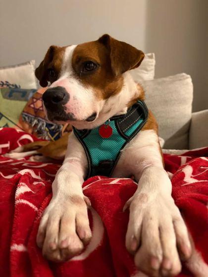 Enlarge Hotsy-Totsy, a Adoptable Mixed Breed in Chicago, IL image 3/3