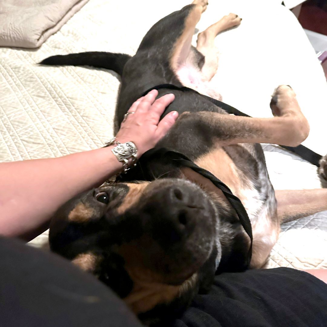 Rocky, Adopted, Adult Male Mixed Breed.