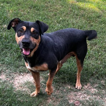 Enlarge Rocky, a Adopted Mixed Breed in New Orleans, LA image 2/2