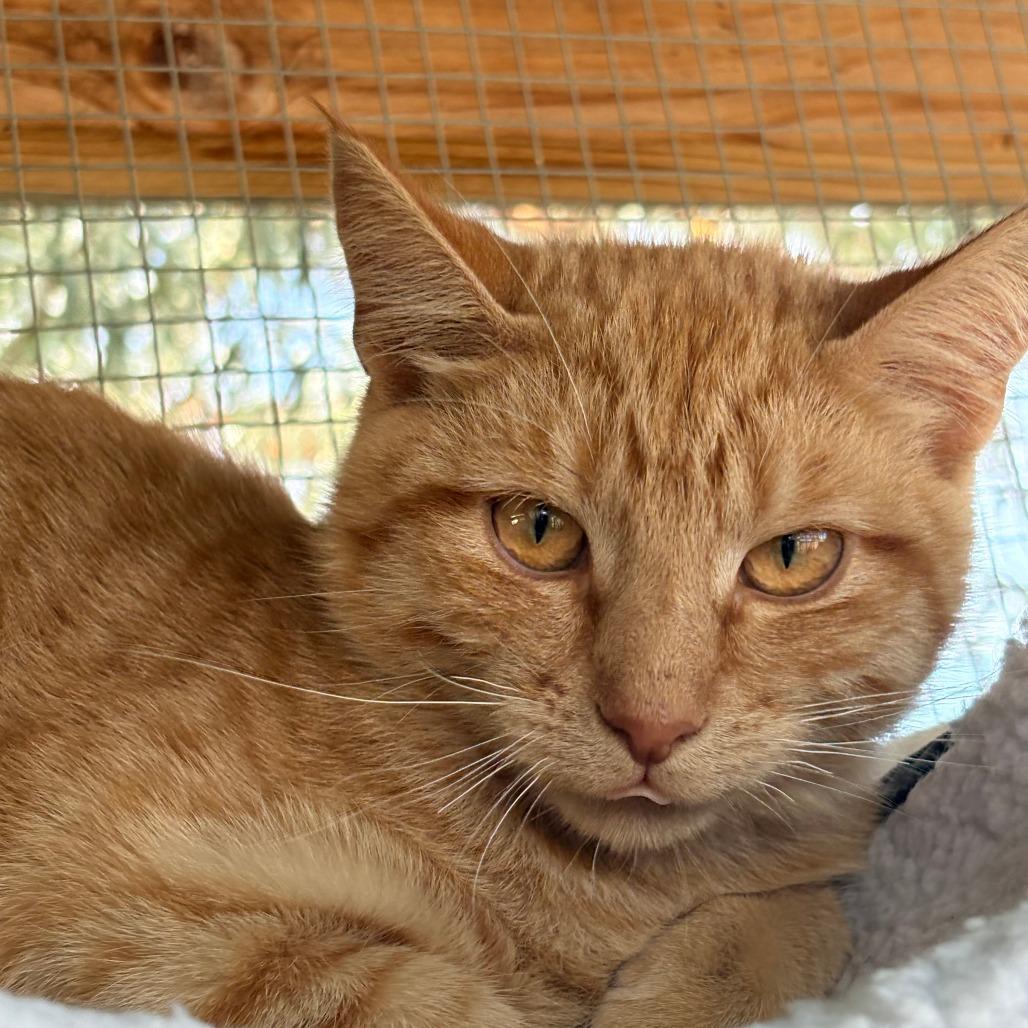 Zurk, Adoptable, Young Male American Shorthair.