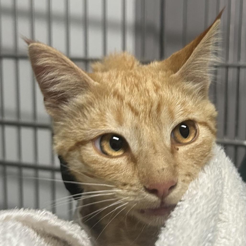 Enlarge Zurk, a Adoptable American Shorthair in Taos, NM image 2/2