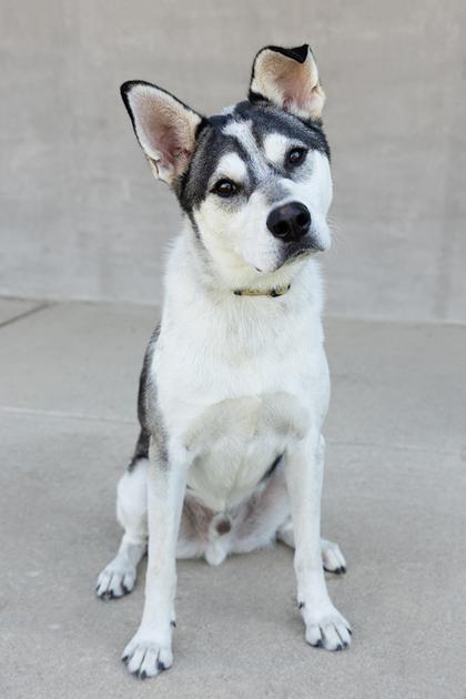 Oakley, Adoptable, Young Male Mixed Breed & Mixed Breed.