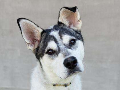 Enlarge Oakley, a Adoptable Mixed Breed in Longmont, CO image 2/3