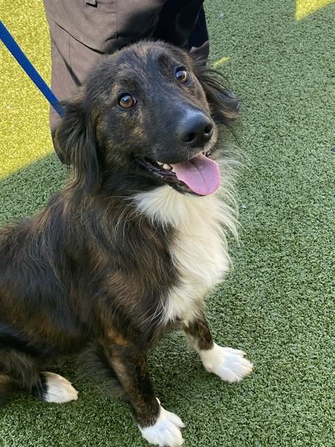WINGDING, adoptable heeler