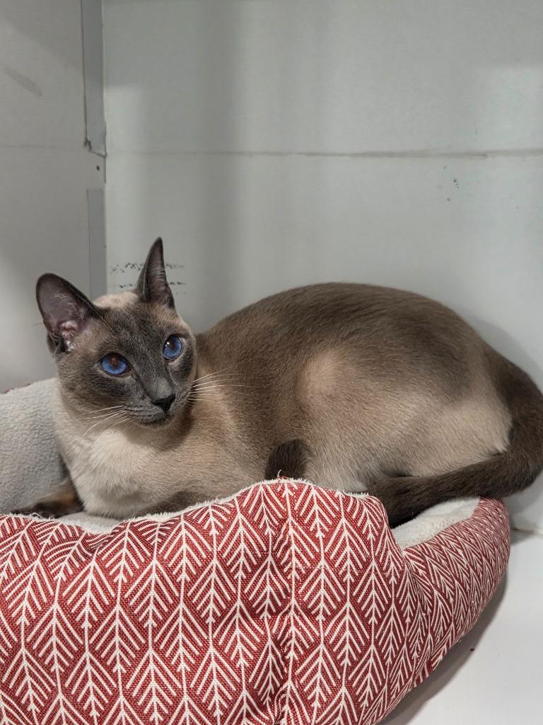 Enlarge Jasper, a Adopted Siamese in Lunenburg, VT image 1/2