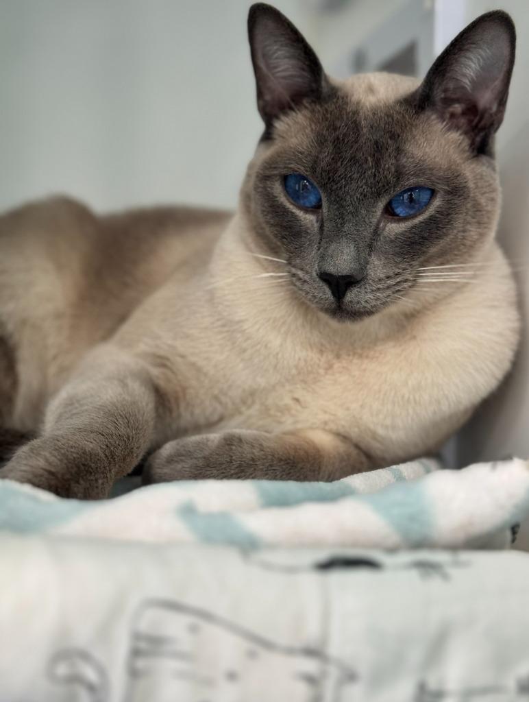 Enlarge Jasper, a Adopted Siamese in Lunenburg, VT image 2/2