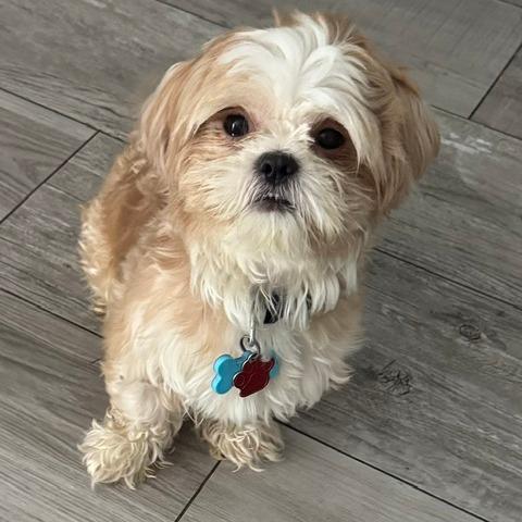 Sully **ADOPTION PENDING**, a Adoptable Shih Tzu in Jacksonville, FL image 1/3