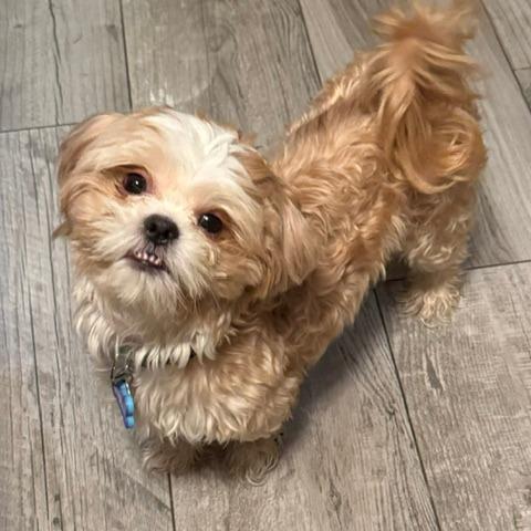 Sully **ADOPTION PENDING**, a Adoptable Shih Tzu in Jacksonville, FL image 2/3