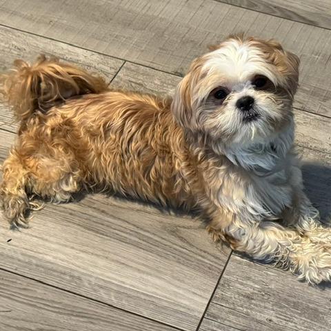 Sully **ADOPTION PENDING**, a Adoptable Shih Tzu in Jacksonville, FL image 3/3