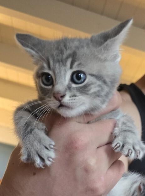 Bulma Briefs, Adoptable, Kitten Female Domestic Medium Hair.